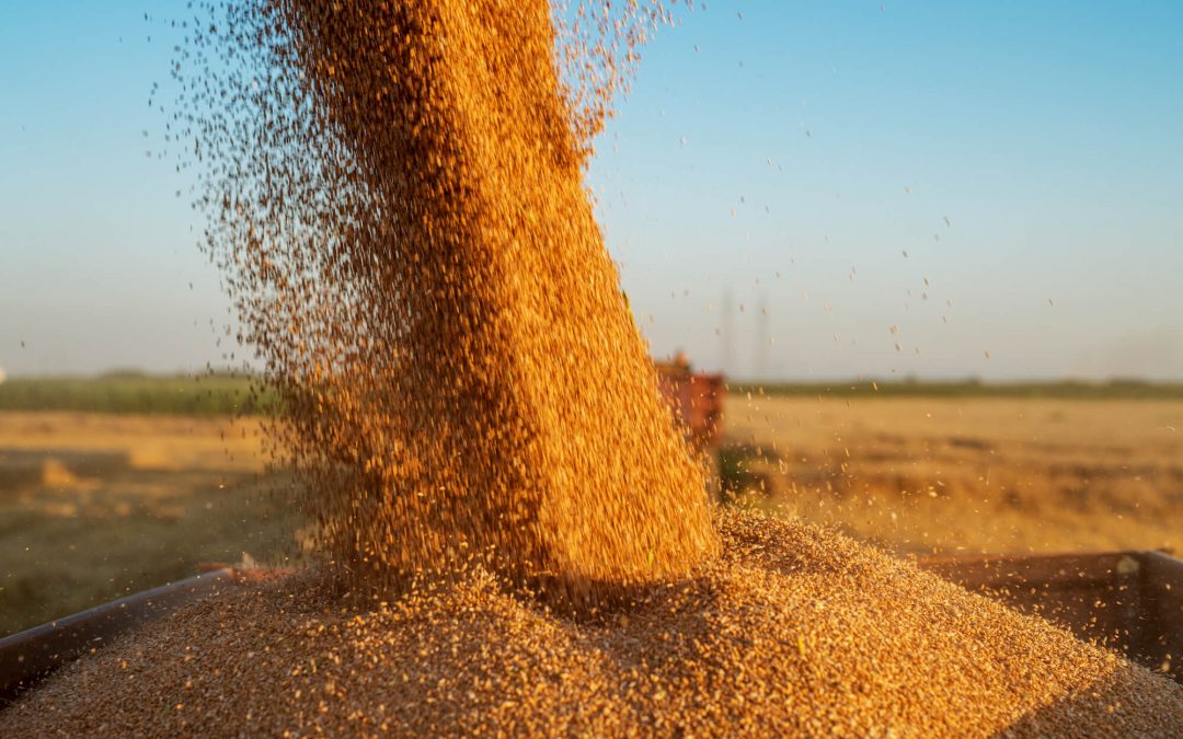 Protection des silos : traitement pour le stockage des céréales