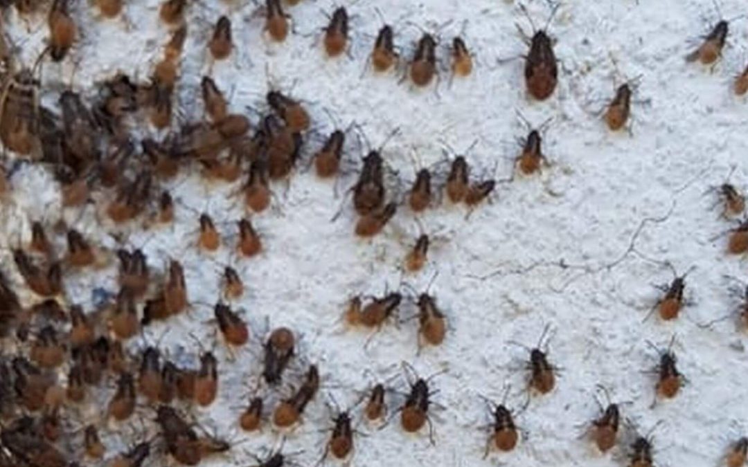 Punaises de colza : invasion 2025