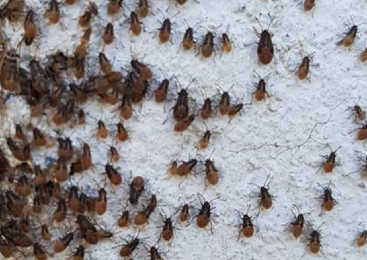 Punaises De Colza Invasion 2025 Causes Risques Et Solutions punaises-de-colza-invasion-2025-causes-risques-et-solutions