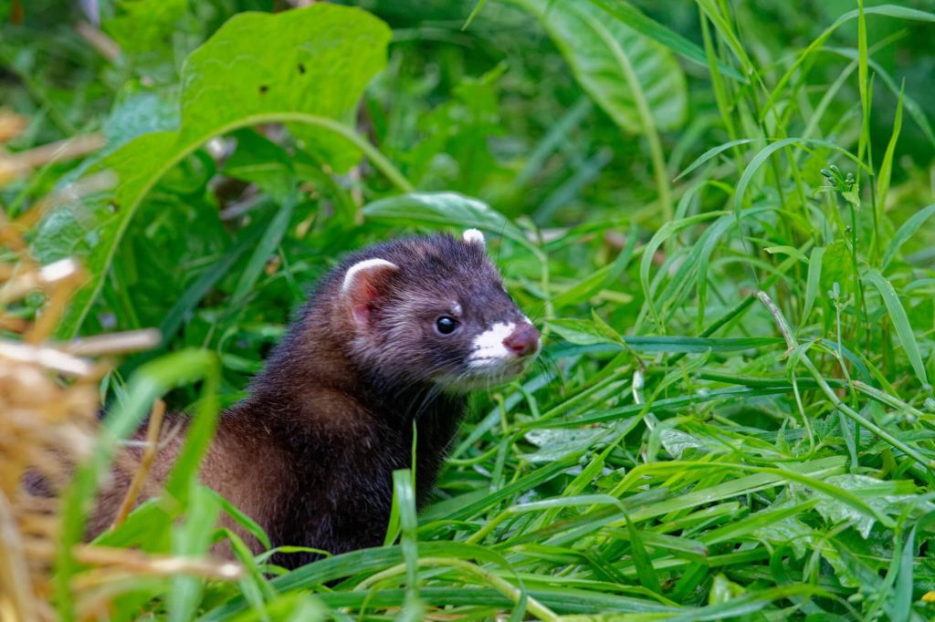 dératisation furets