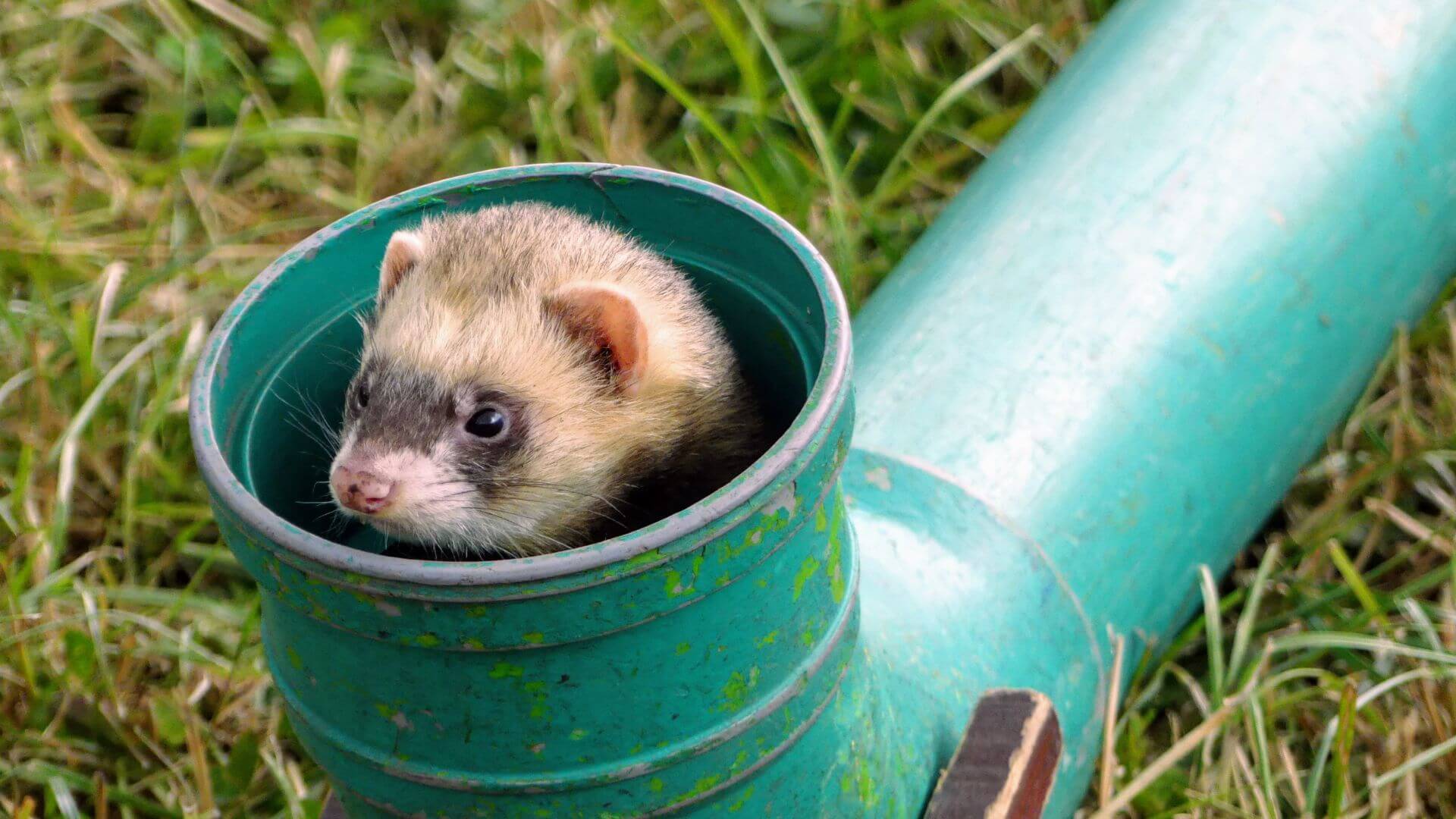 furets-rats dératisation naturelle par furets