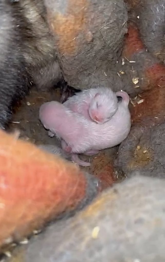 dératisation avec des furets