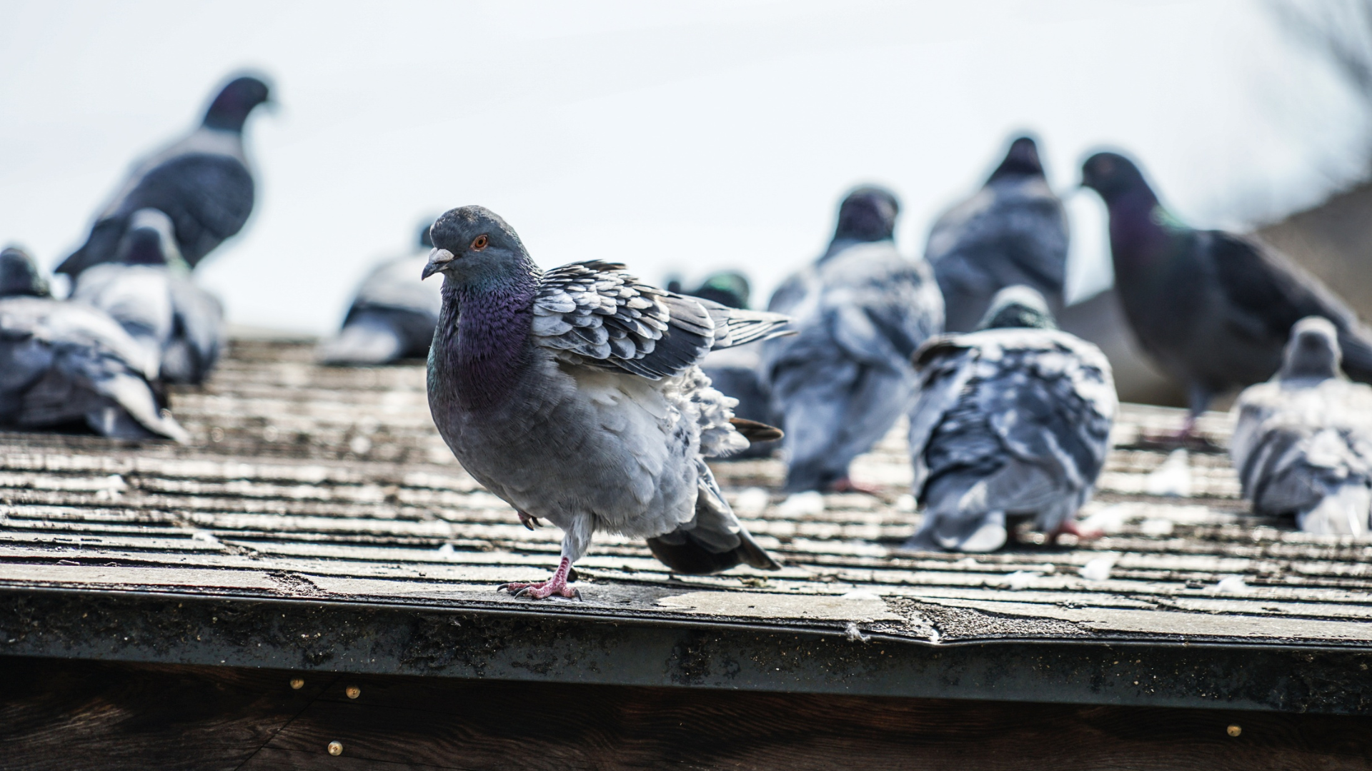 pigeons