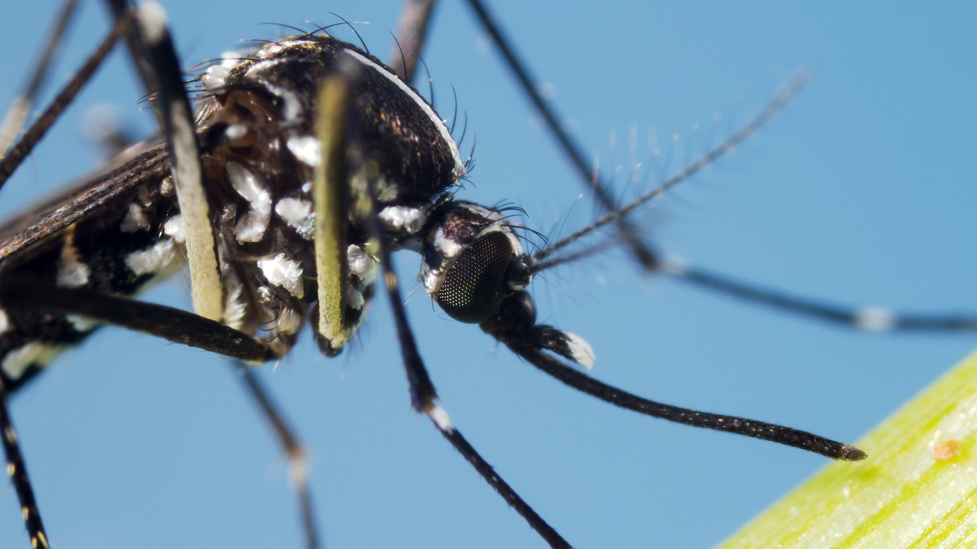 Gros plan d'un moustique tigre (Aedes albopictus) montrant ses rayures blanches