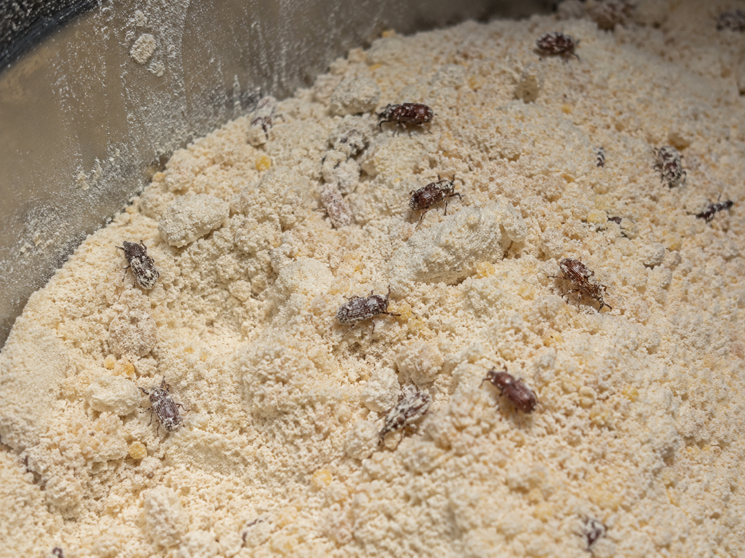 Denrées alimentaires stockées, exposées aux risques de contamination en agroalimentaire