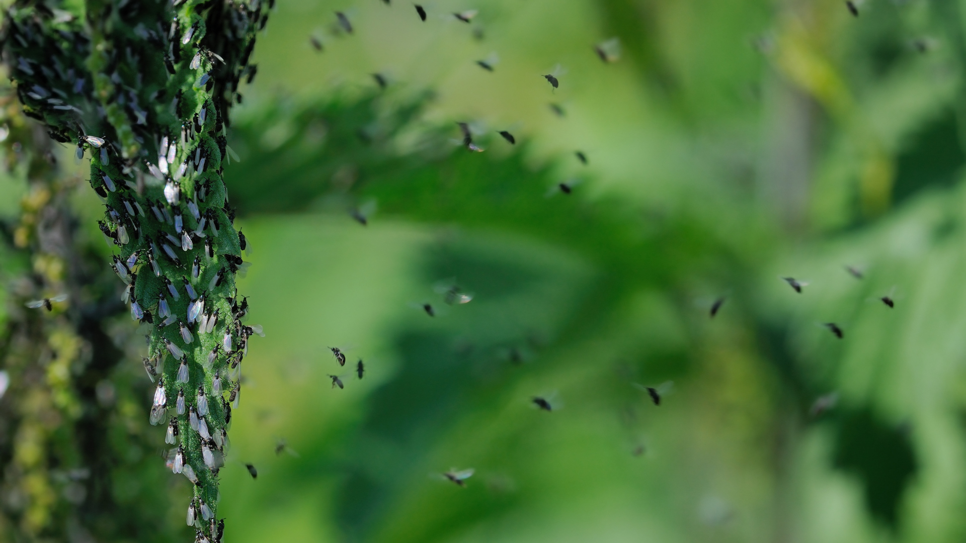 Moucherons se développant autour des fruits mûrs et des zones humides