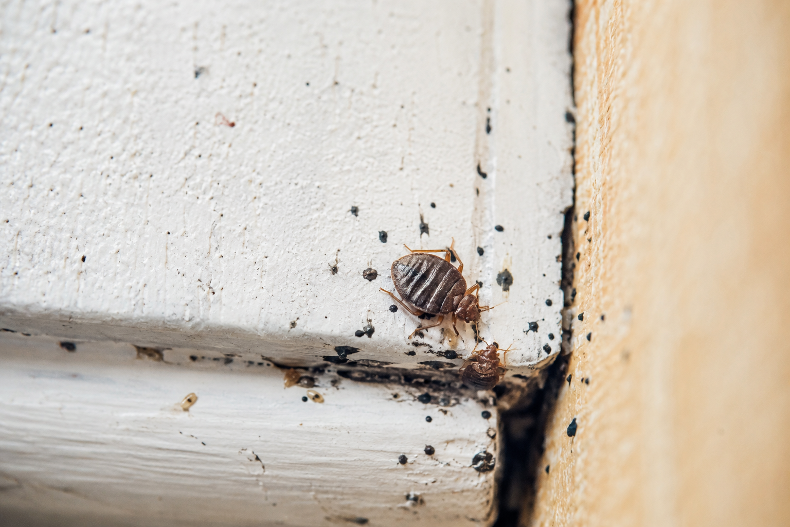 Signes d'une infestation de punaises de lit dans un logement
