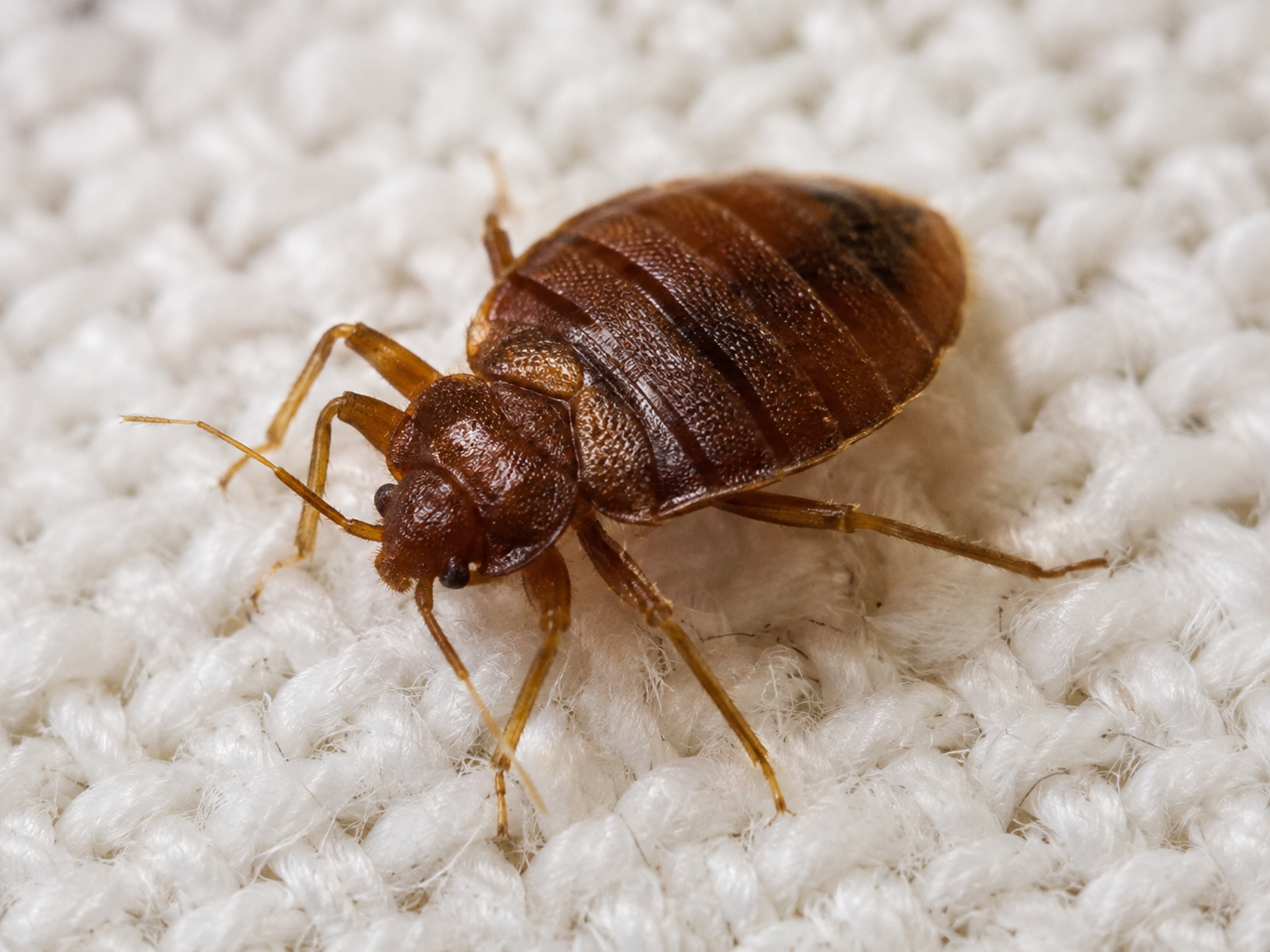 Punaise de lit adulte, insecte brun et aplati repérable dans les coutures d'un matelas