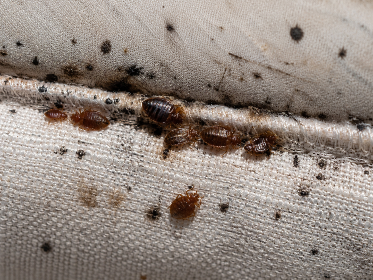 Inspection des coutures d'un matelas à la recherche de punaises de lit