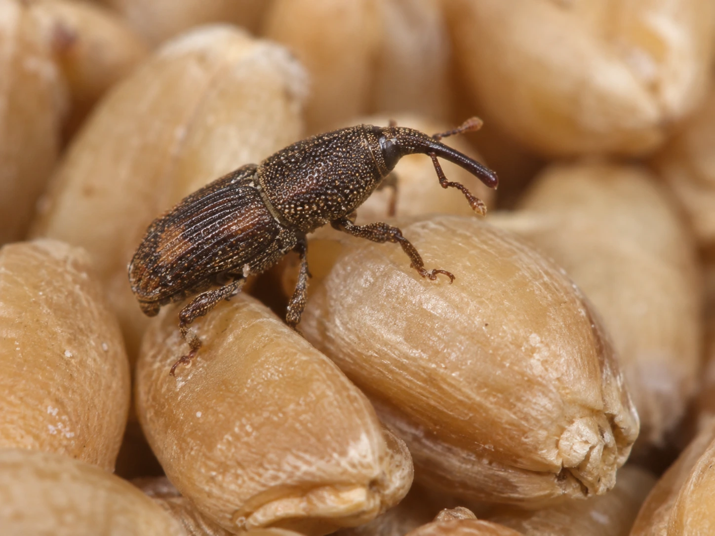 Charançon adulte observé en gros plan sur des grains