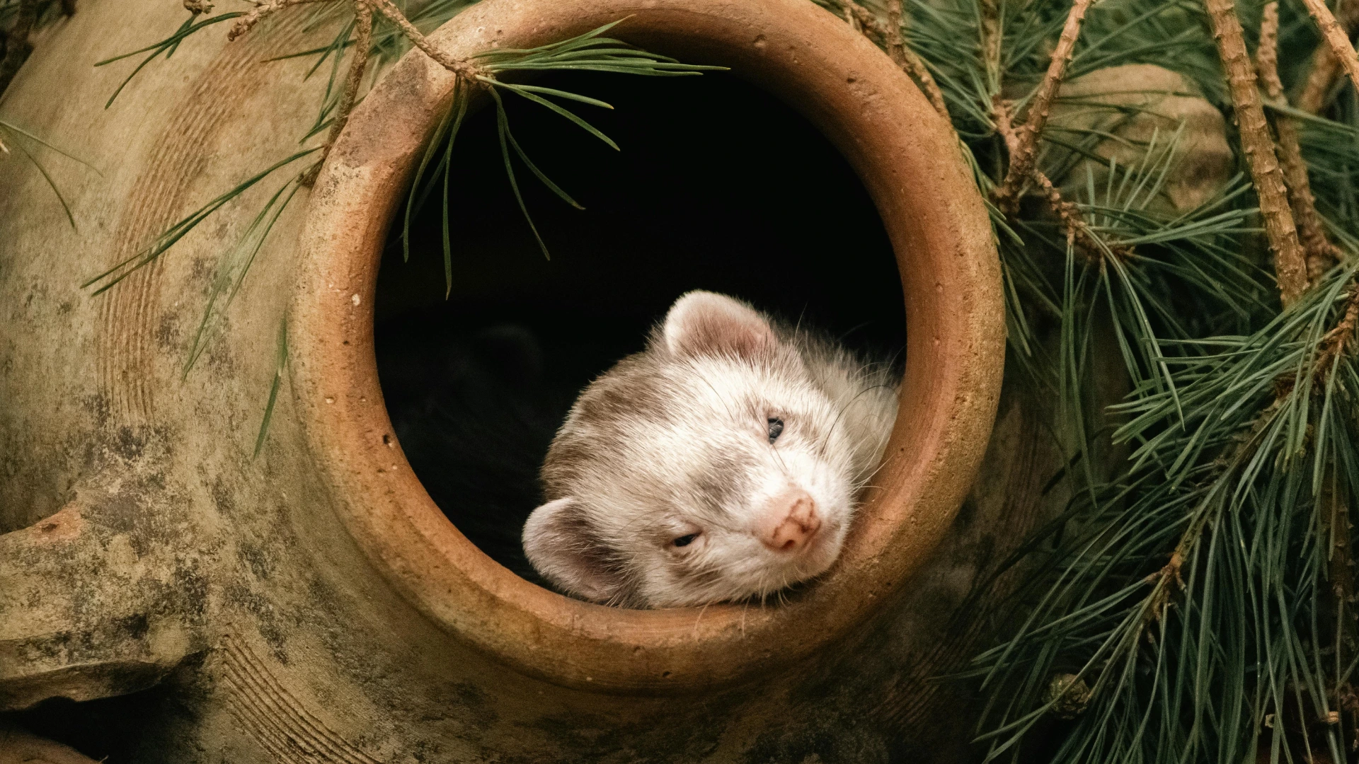 Furet utilisé en dératisation naturelle, à l'entrée d'un réseau de galeries