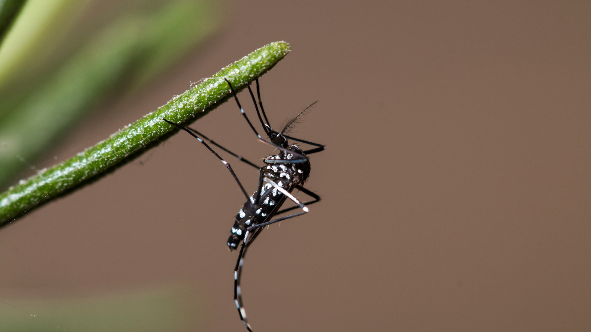 Moustique tigre, reconnaissable à ses rayures noires et blanches